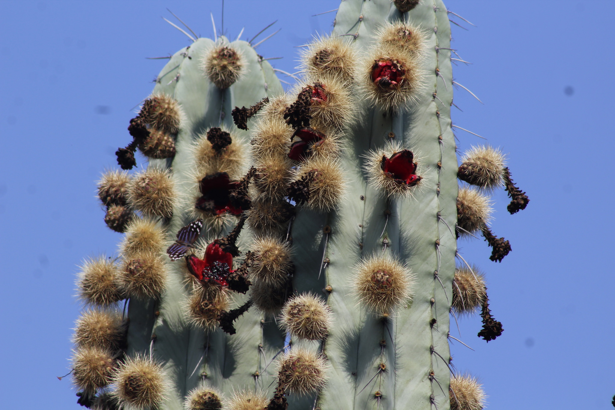 Pachycereus weberi